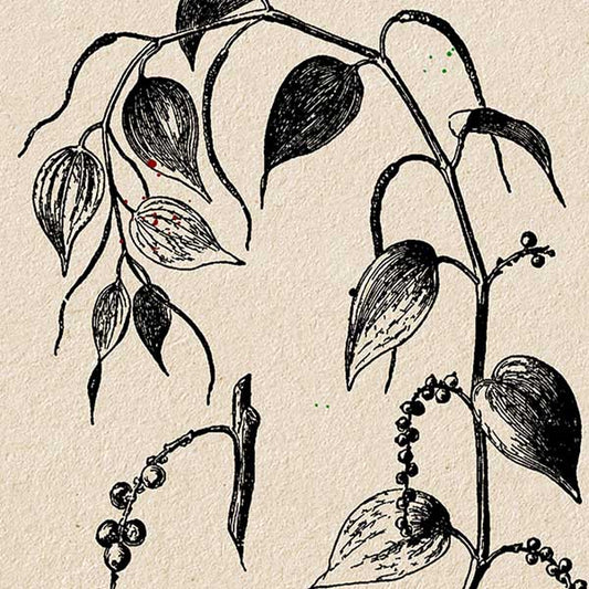 Zwarte Peper Specerij Poster