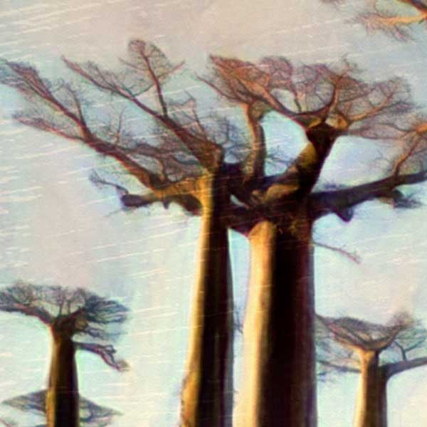 Details of the baobabs in the poster of Menabe Madagascar by Alecse, revealing the artist's soft focus signature style