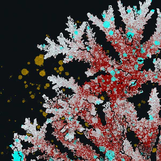 Coral Gorgônio Poster 2