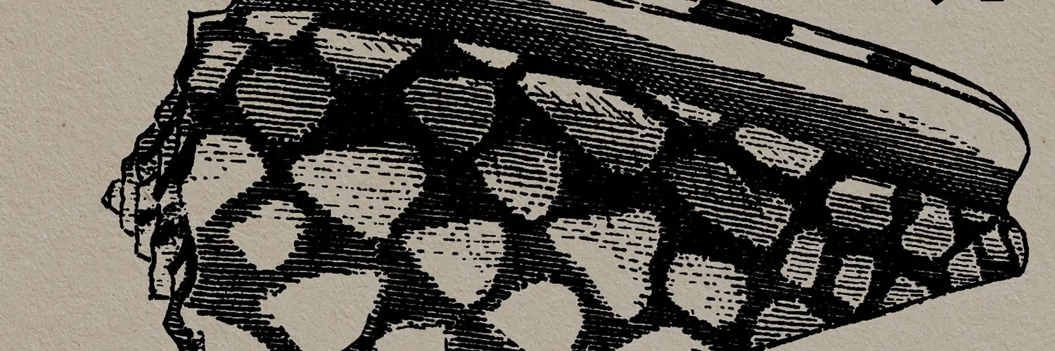 Close-up detail of a shell from The Great Indian Décor™ series by Shree, representing the Black & White Posters collection from MyRetroposter — elegant monochrome art prints with subtle tones.