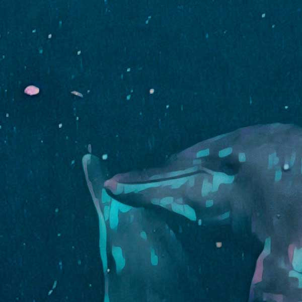 Détails des têtes de dauphins, affiche Lamu par Alecse