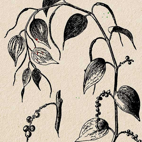 Black Pepper Spice Poster