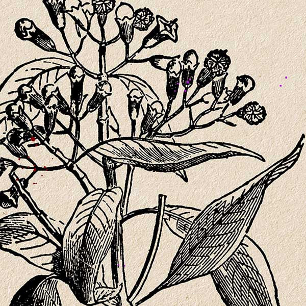 Poster med kryddnejlika