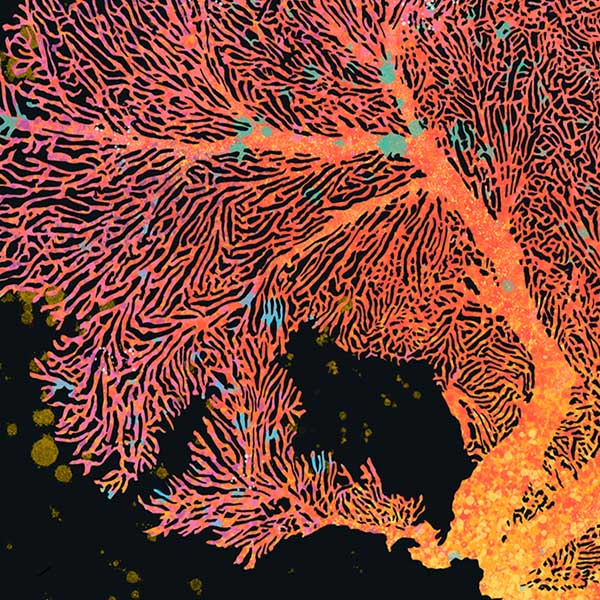 Gorgonian Poster Coral 1